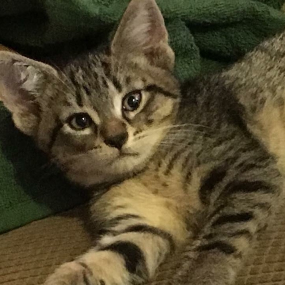 Meet your Posher, Posh